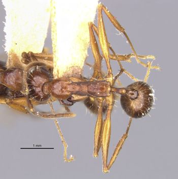 Media type: image; Entomology 20598   Aspect: habitus dorsal